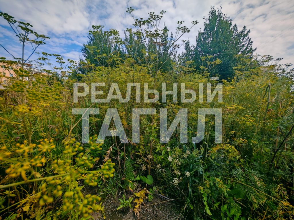 Участок земли рядом с дошкольным учреждением №12 превратился в непроходимые дебри – он зарос сорной травой, а зелёные насаждения остались без должного ухода. Об этом «Реальному Первоуральску» сообщили местные жители. трава