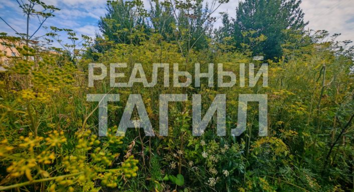 трава