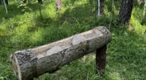 корм