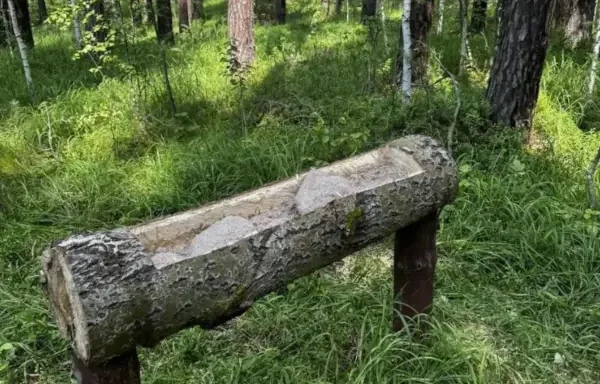 корм