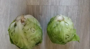 капуста